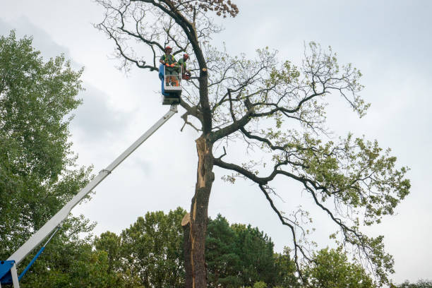 Best Hazardous Tree Removal  in Sparta, GA