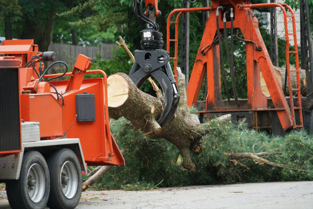 Best Seasonal Cleanup (Spring/Fall)  in Sparta, GA